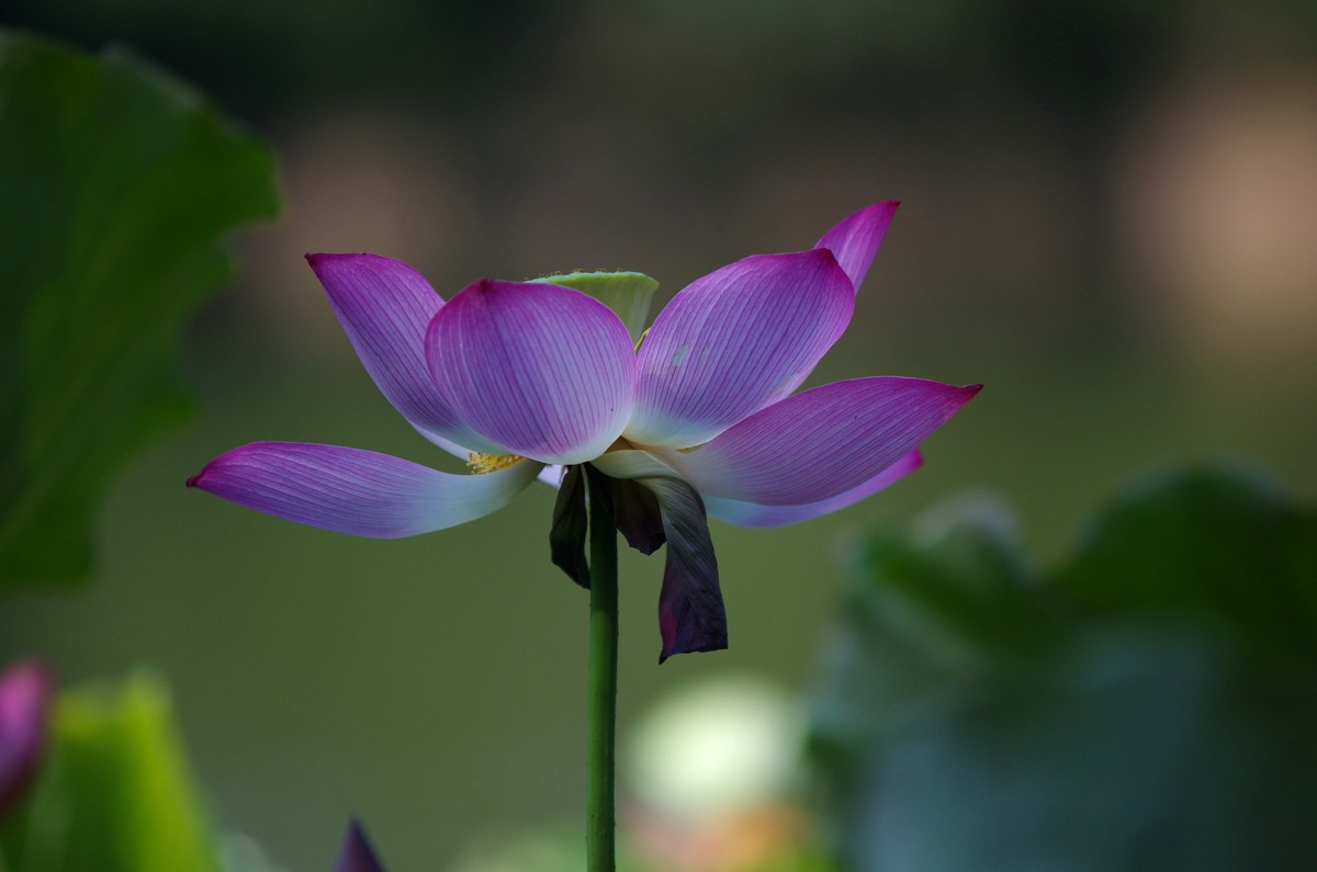 清晨，夏荷盛开