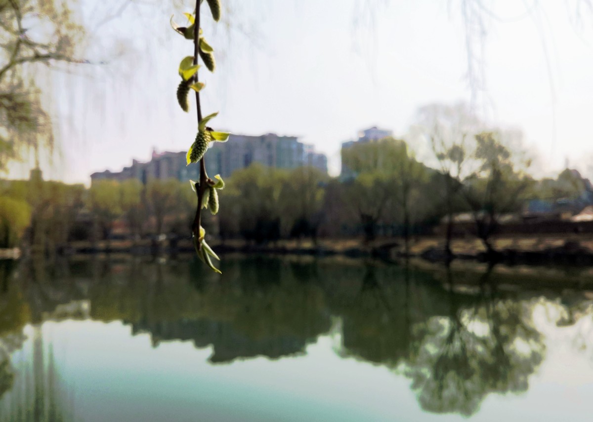 柳荫观柳....柳荫公园踏青随拍