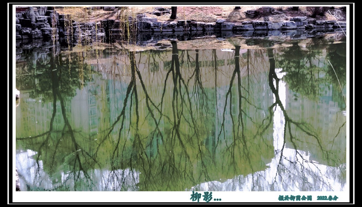 柳荫观柳....柳荫公园踏青随拍