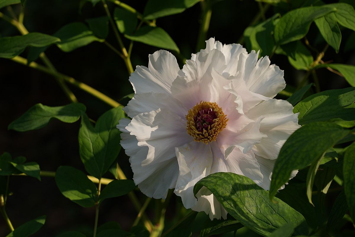 植物园的牡丹开了！