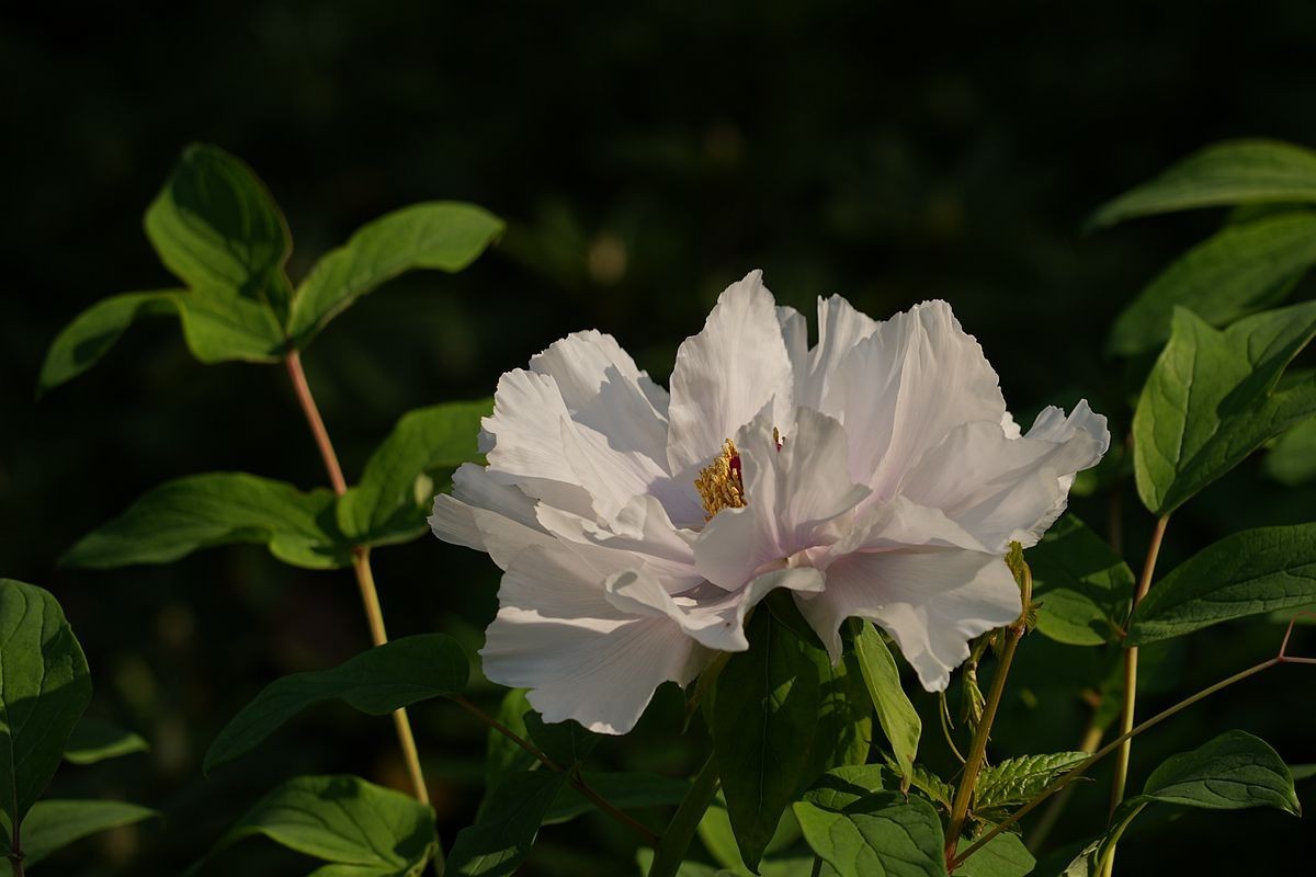 植物园的牡丹开了！