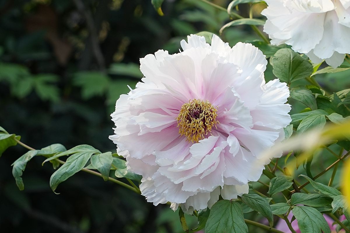 植物园的牡丹开了！