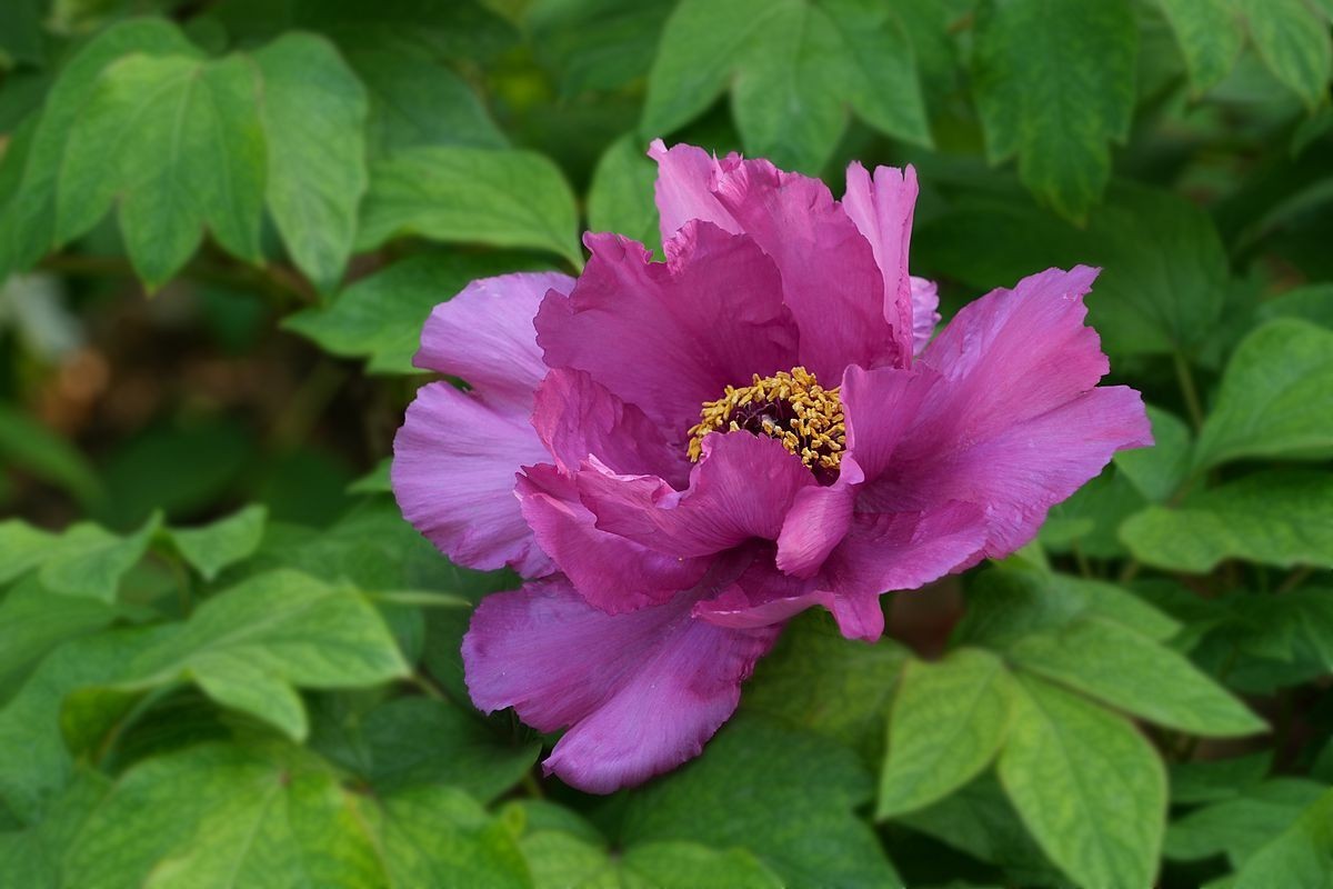 植物园的牡丹开了！