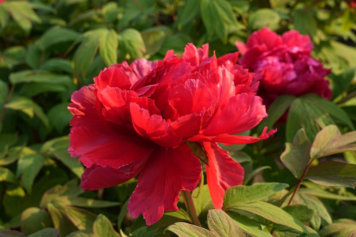 植物园的牡丹开了！