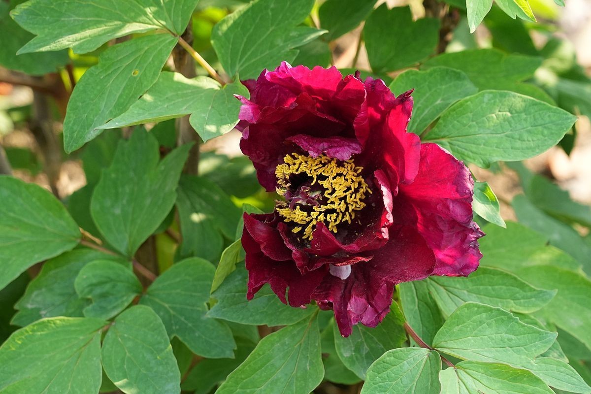 植物园的牡丹开了！