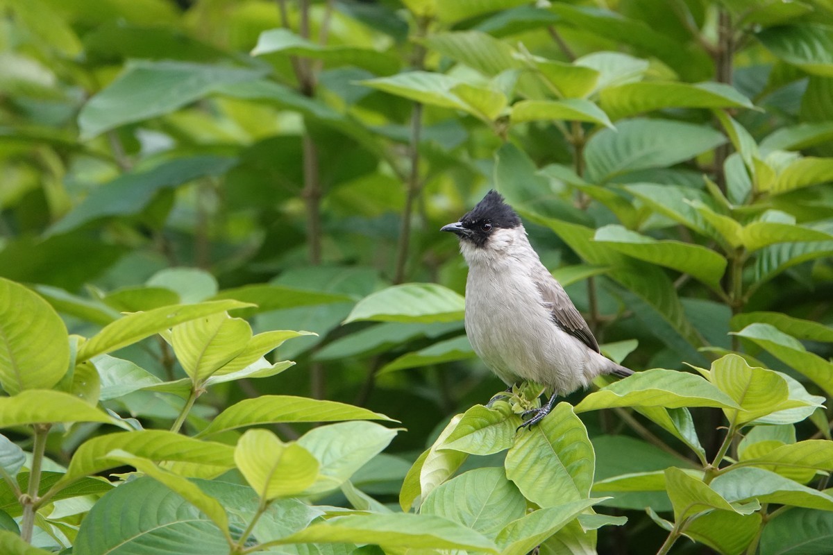 黑喉和白喉红臀鹎