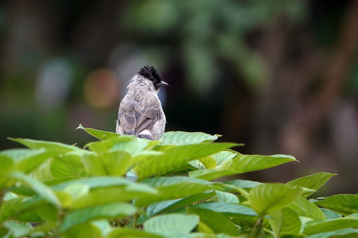 黑喉和白喉红臀鹎