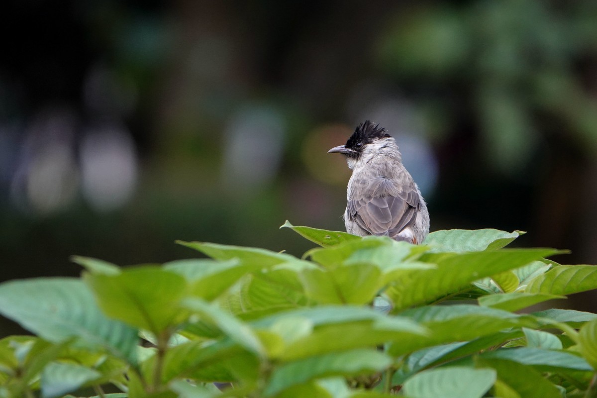 黑喉和白喉红臀鹎