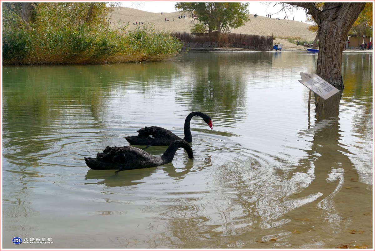 2024-（016）库尔勒罗布人村寨（十一）