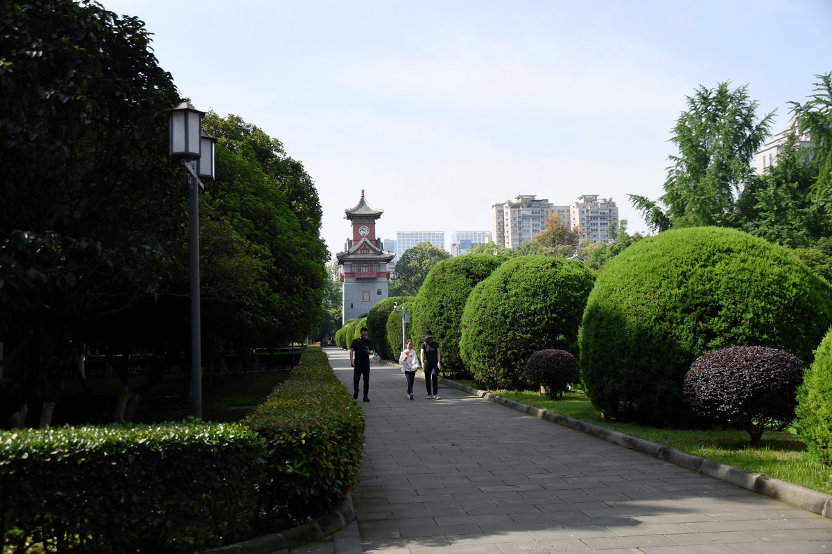 华西坝钟楼前后荷叶一遍綠油油