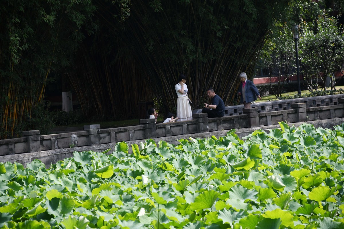 华西坝钟楼前后荷叶一遍綠油油