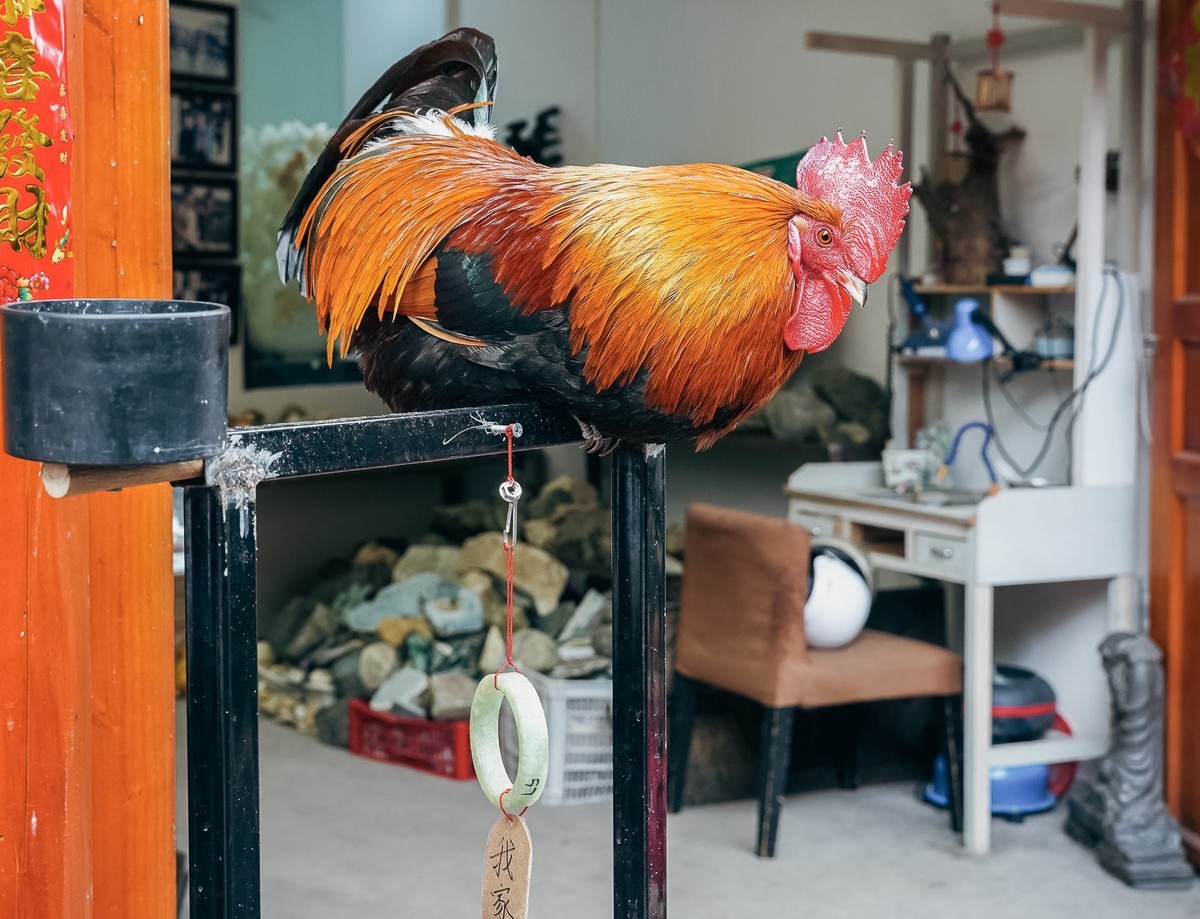 一只大公鸡
