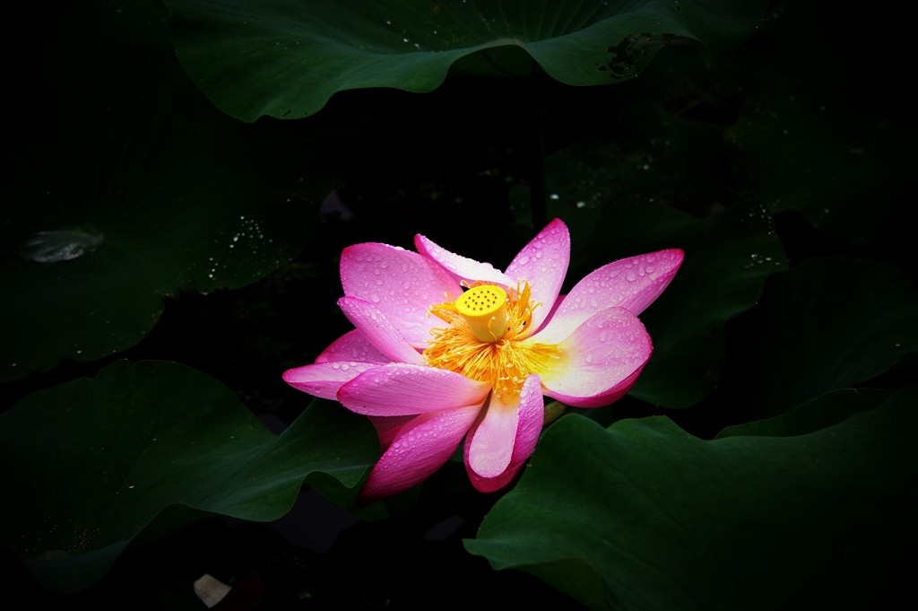 又到一年荷花季