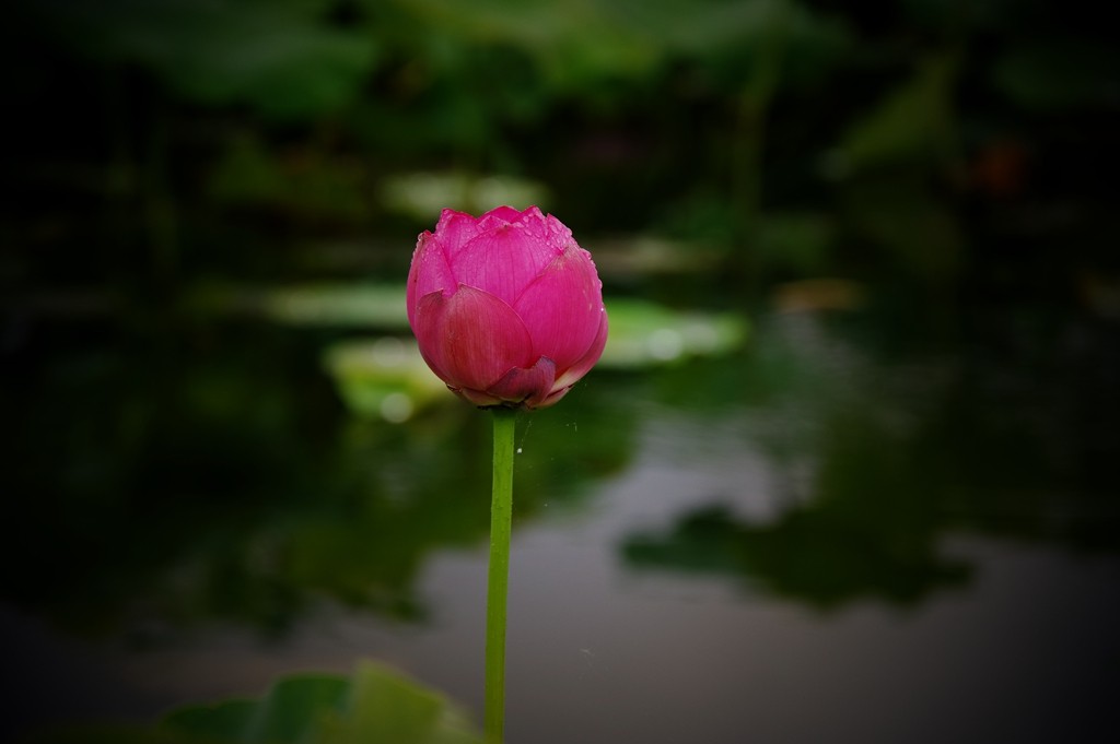 又到一年荷花季