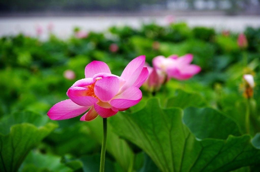 又到一年荷花季