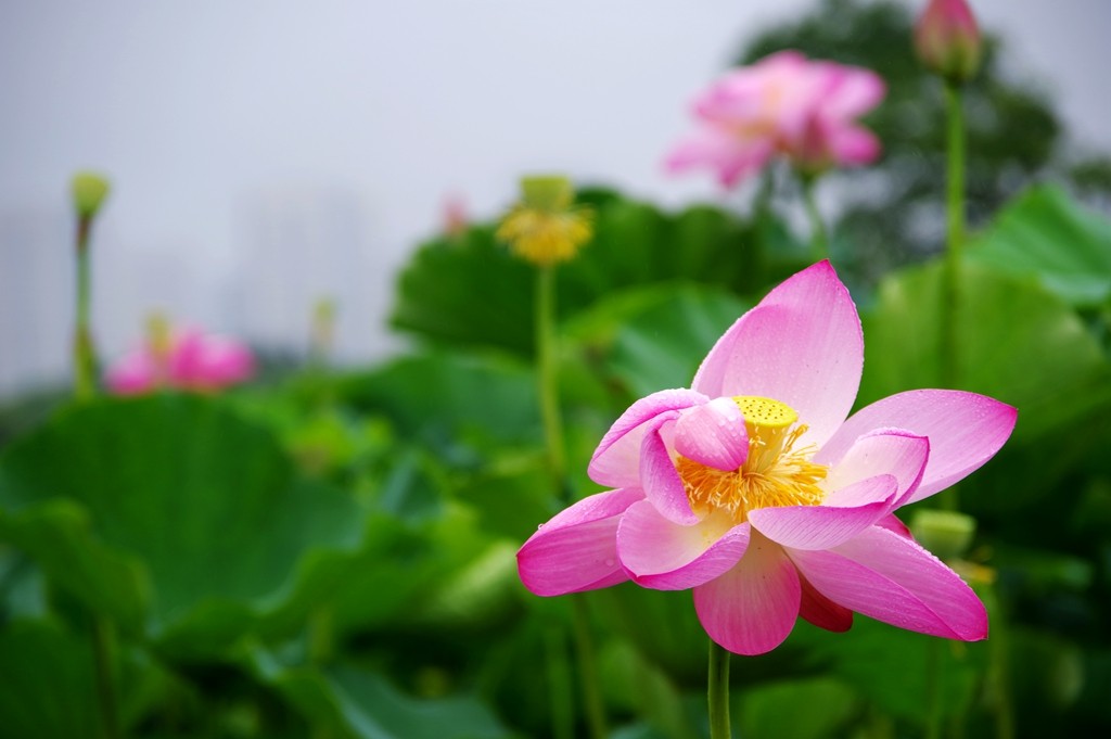 又到一年荷花季