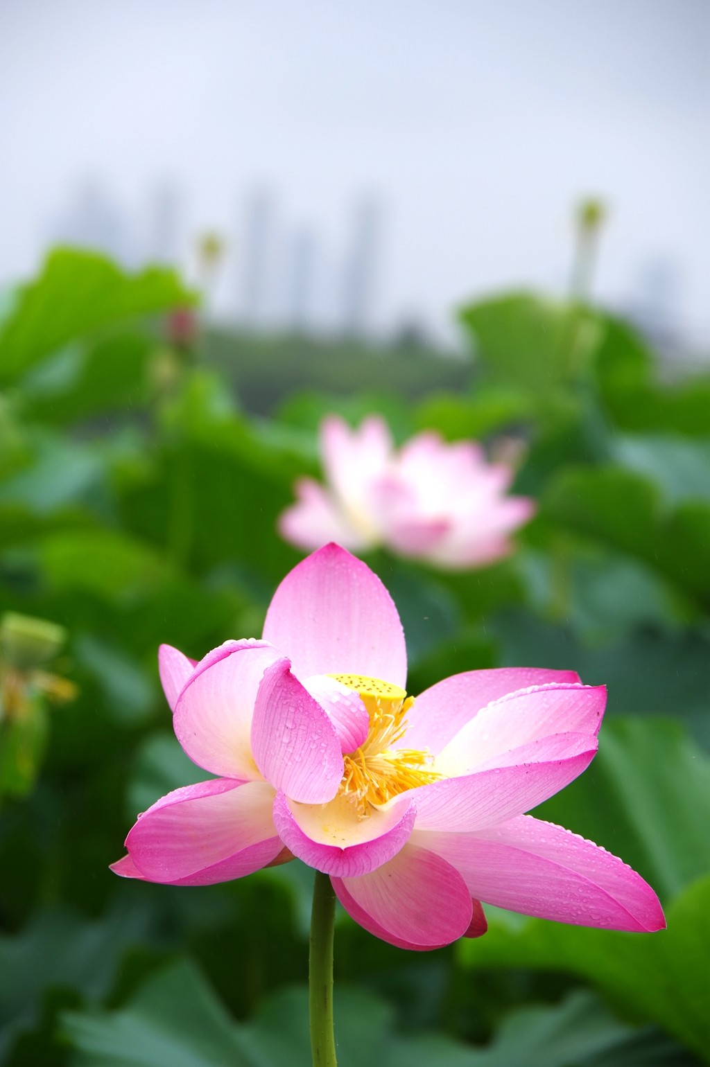 又到一年荷花季