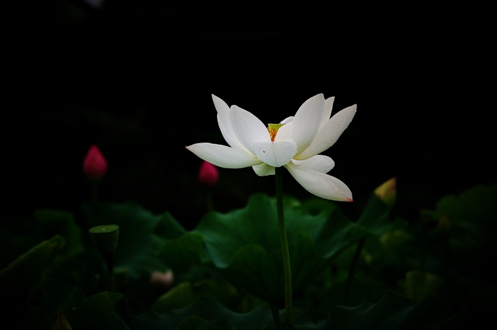 又到一年荷花季