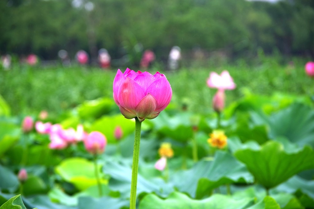 又到一年荷花季