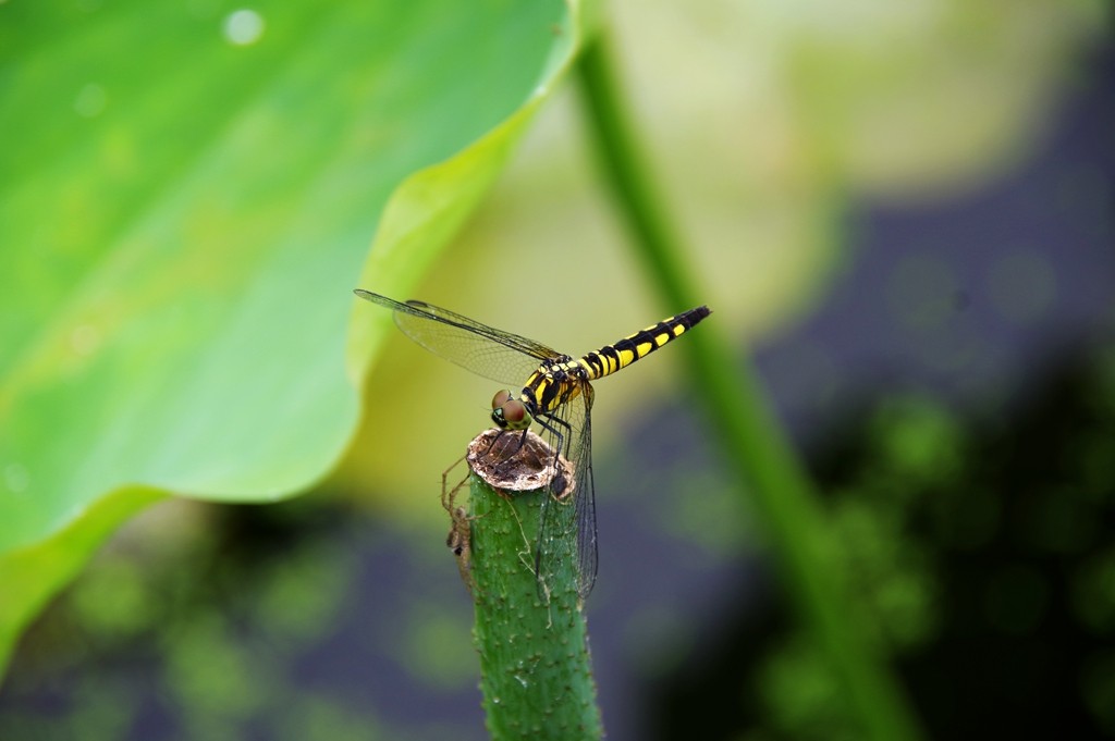 又到一年荷花季