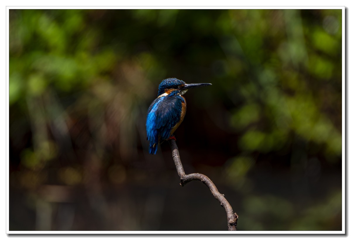 翠鸟与蓝喉太阳鸟