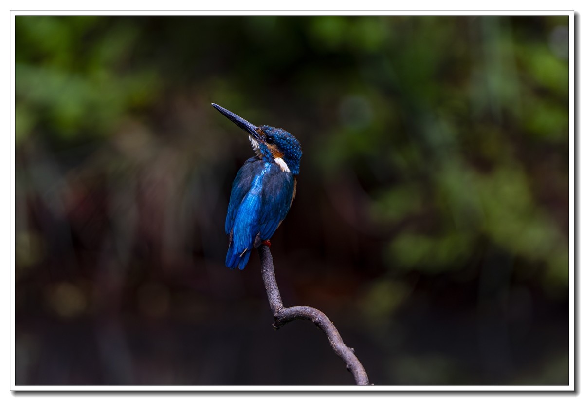 翠鸟与蓝喉太阳鸟