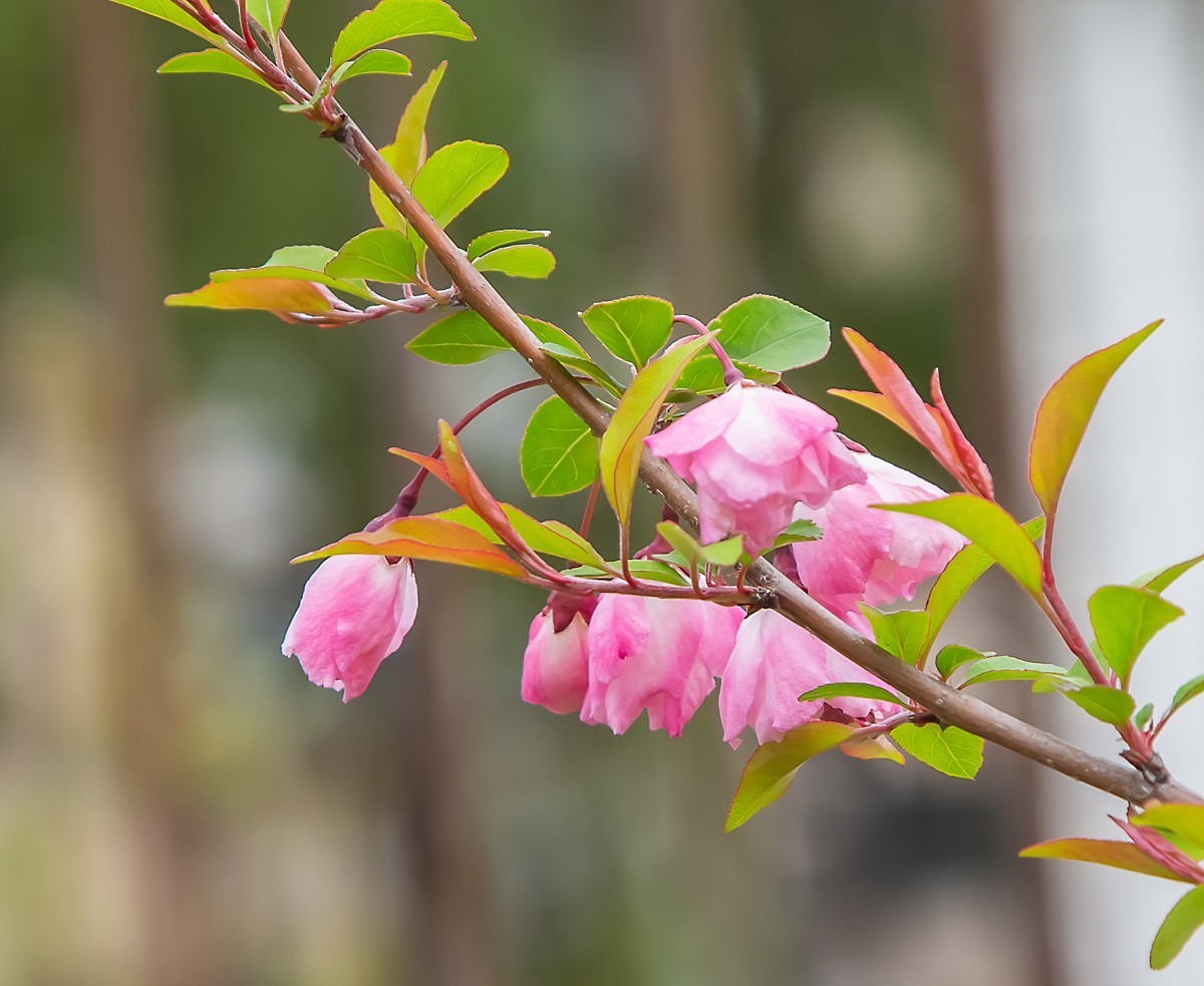 20220322春天的使者垂丝海棠花