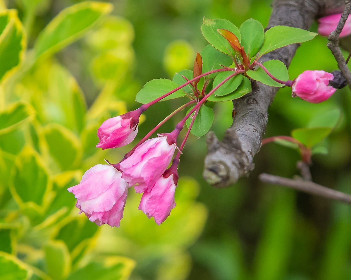 20220322春天的使者垂丝海棠花