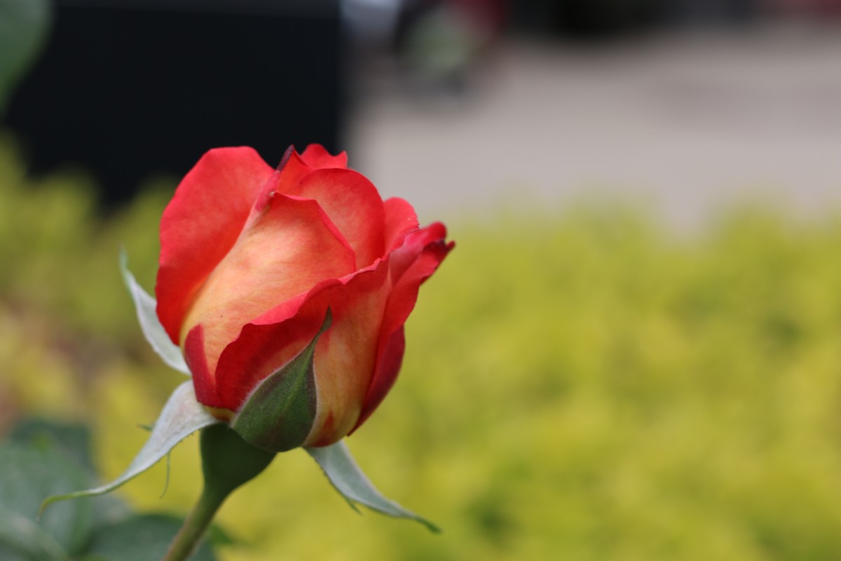 月季花
