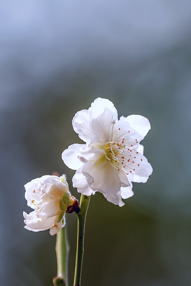 2022花城看花（27）：桃花（白碧）