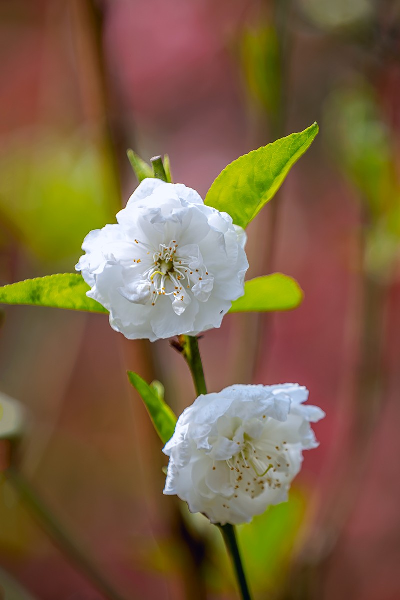 2022花城看花（27）：桃花（白碧）