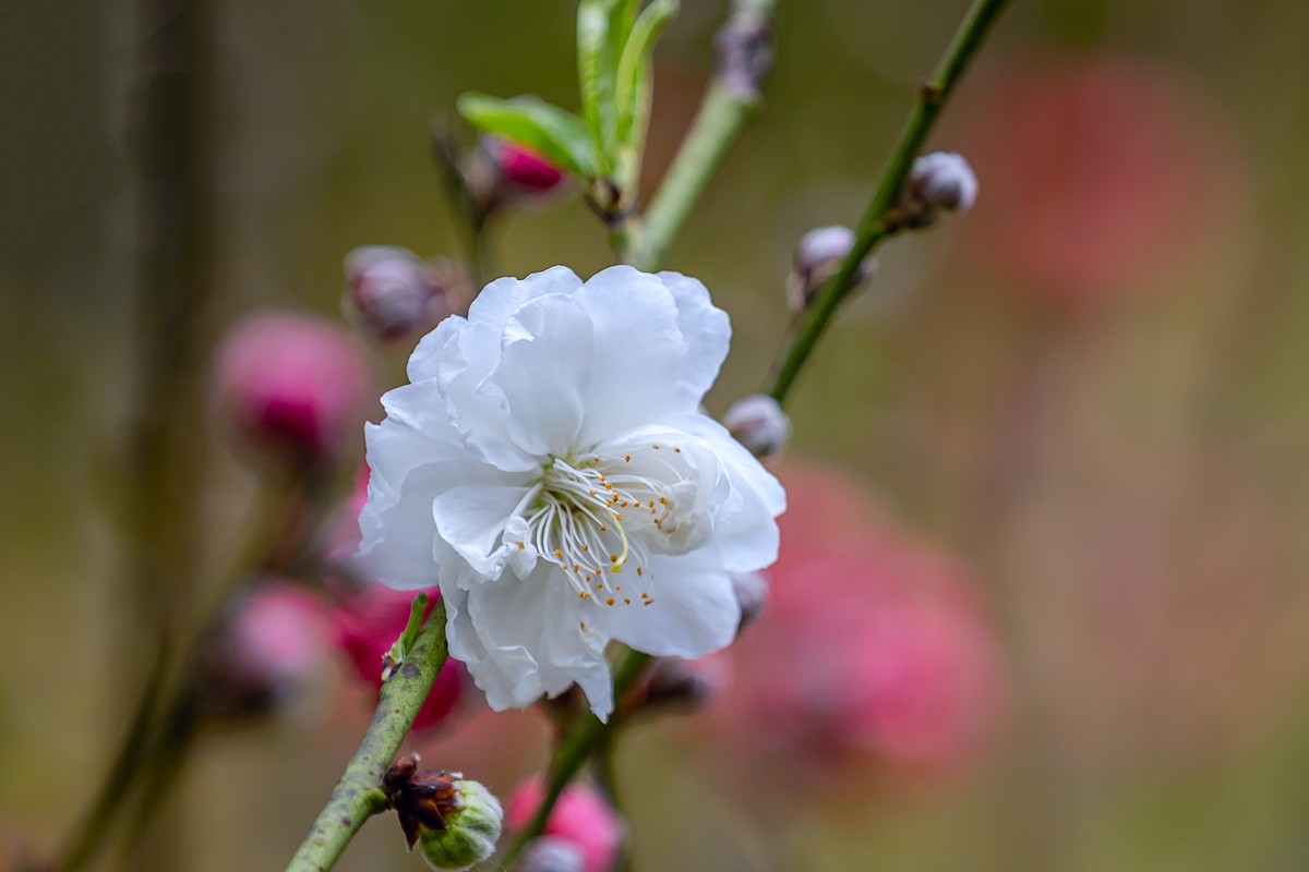 2022花城看花（27）：桃花（白碧）