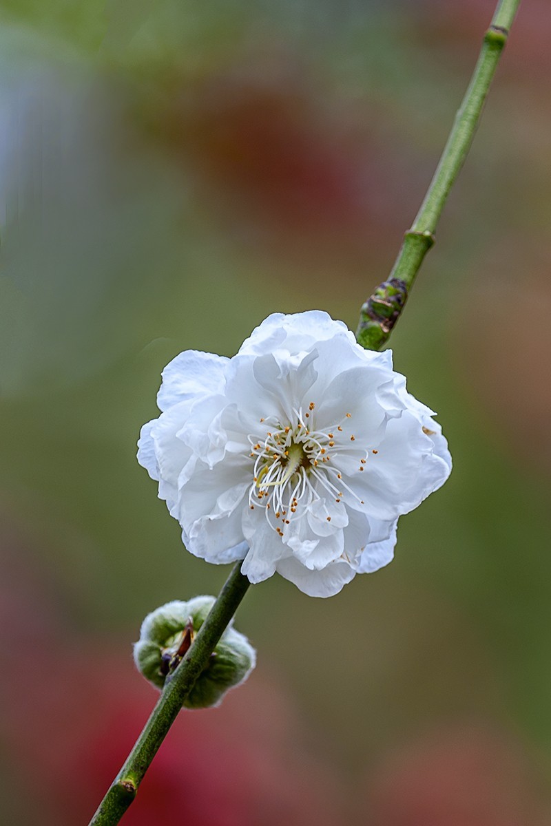 2022花城看花（27）：桃花（白碧）
