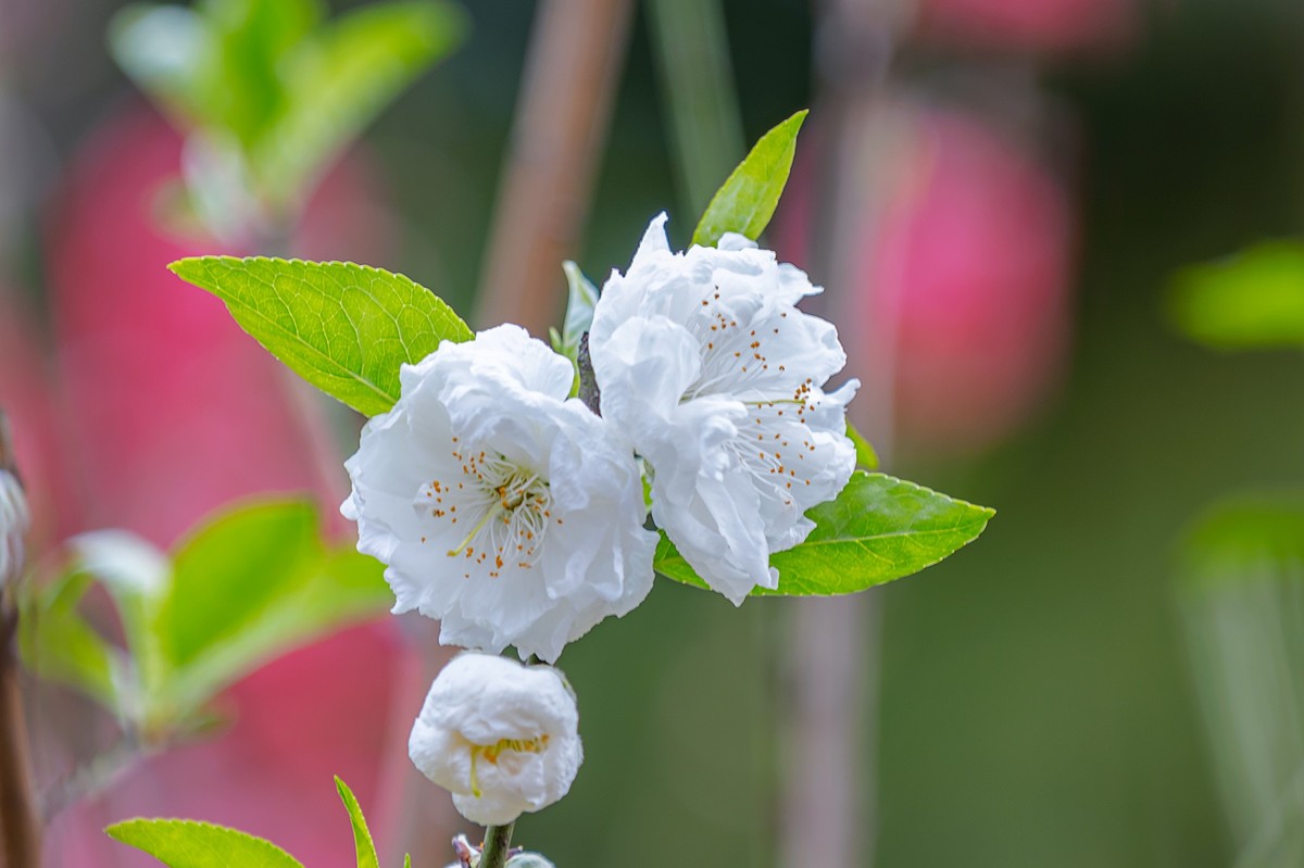 2022花城看花（27）：桃花（白碧）