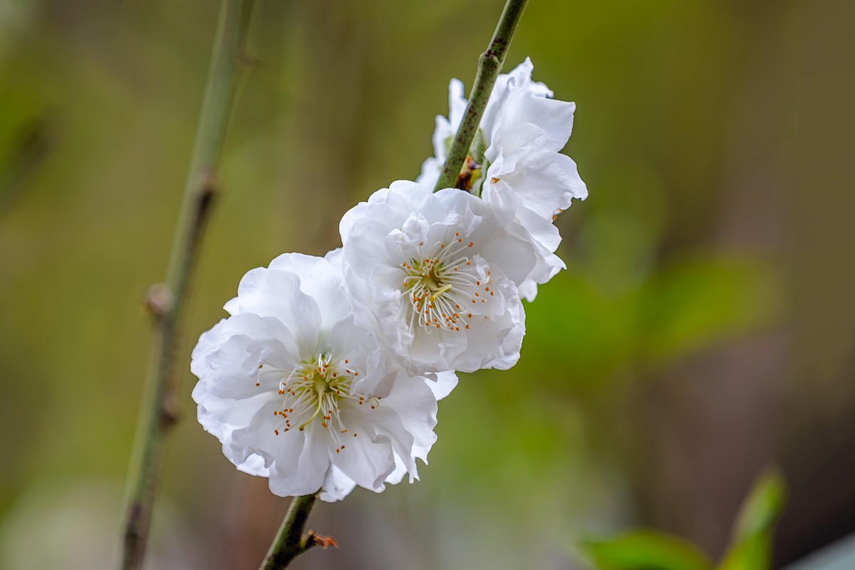 2022花城看花（27）：桃花（白碧）