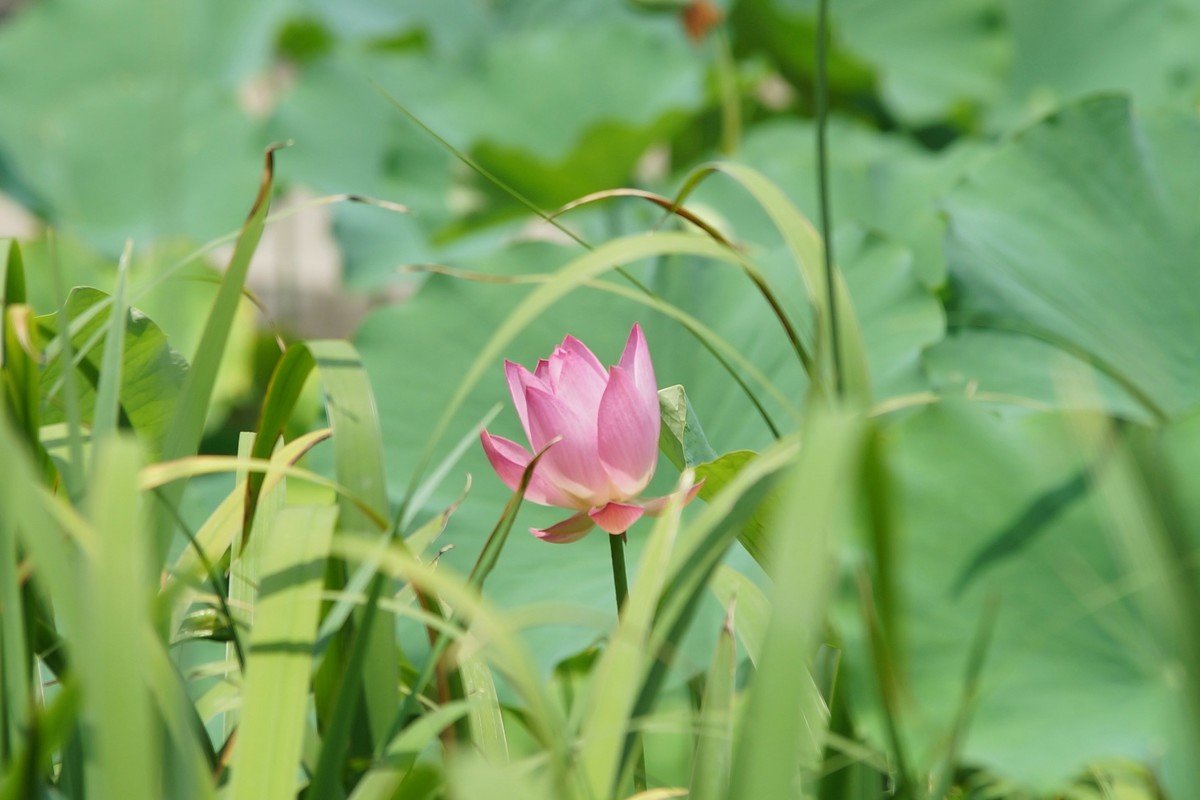 夏荷