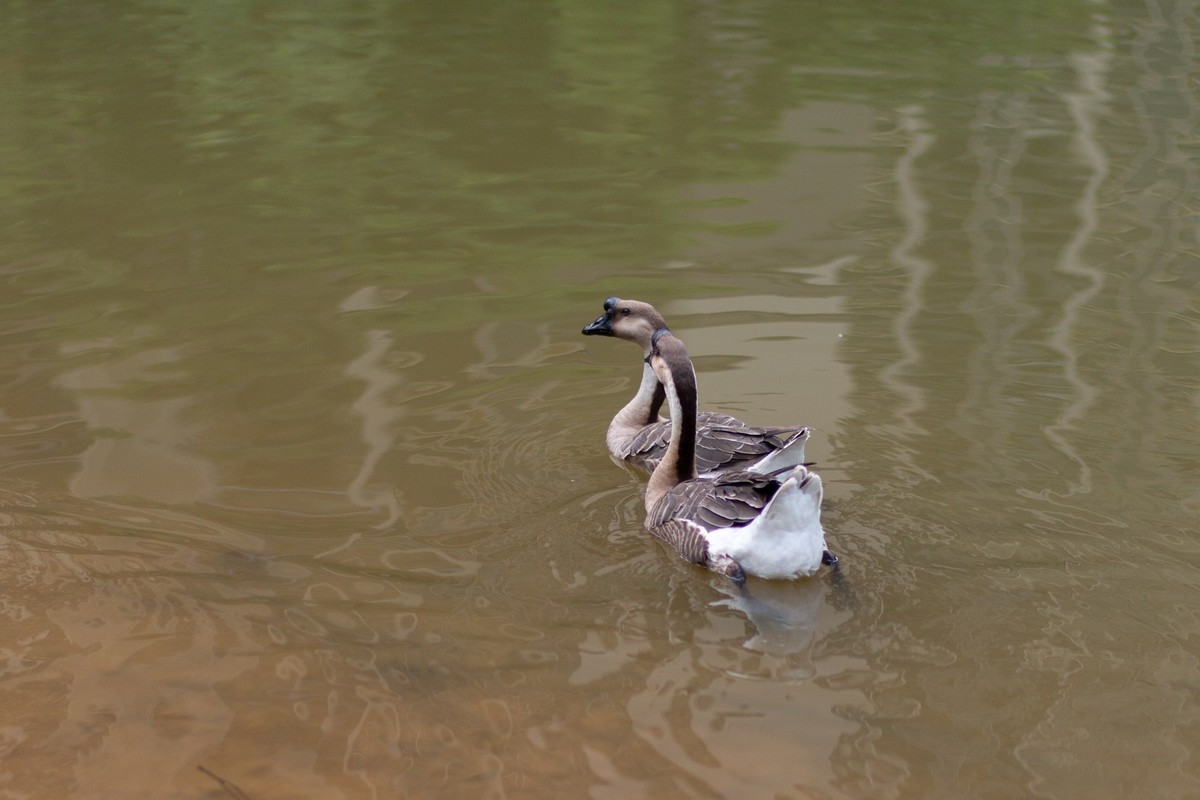 国产镜头 永诺 50mm F1.4 值得拥有