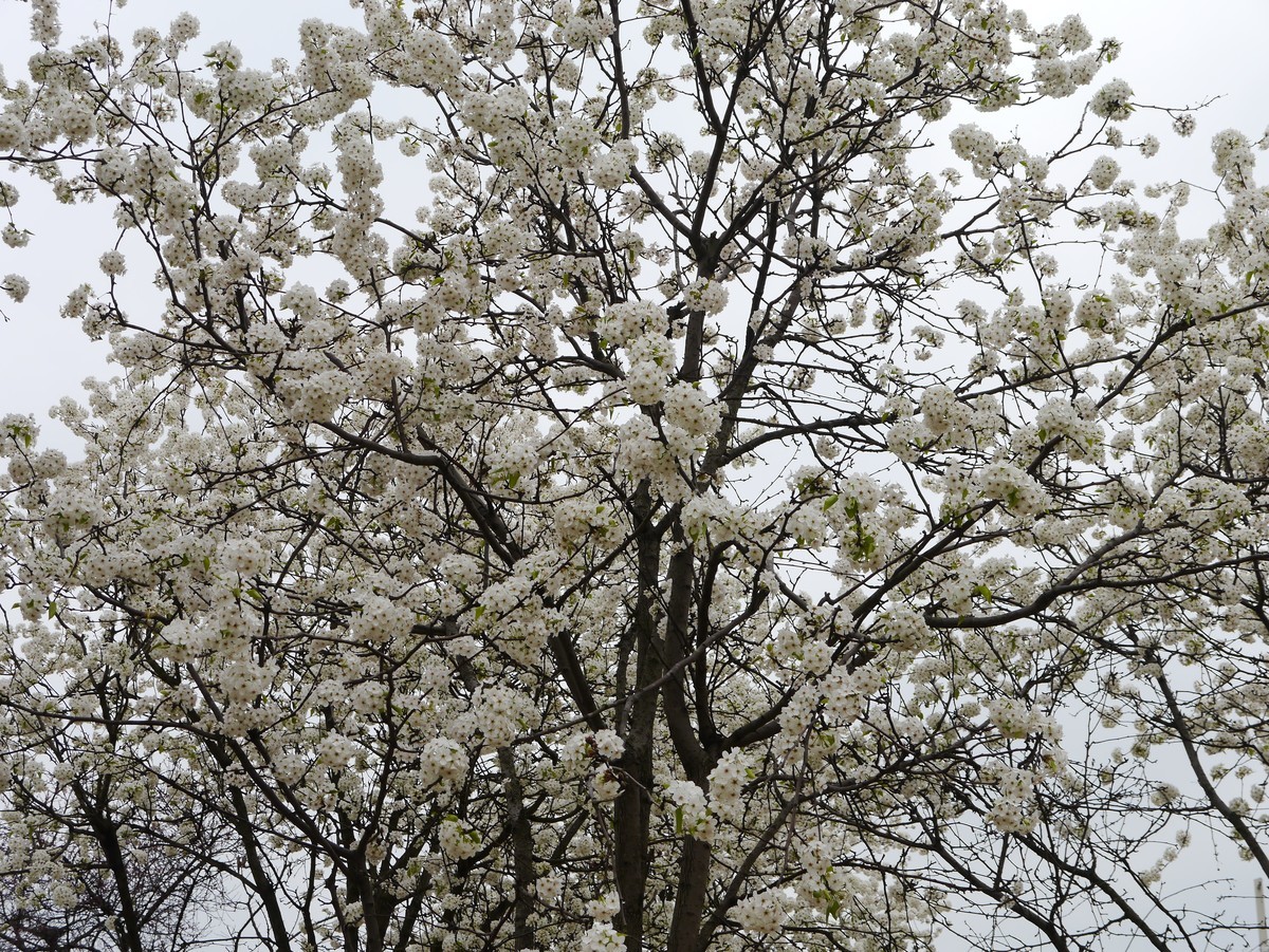 江南行之上海篇-辰山植物园赏花（3）