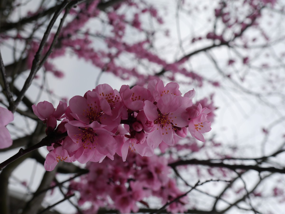 江南行之上海篇-辰山植物园赏花（3）