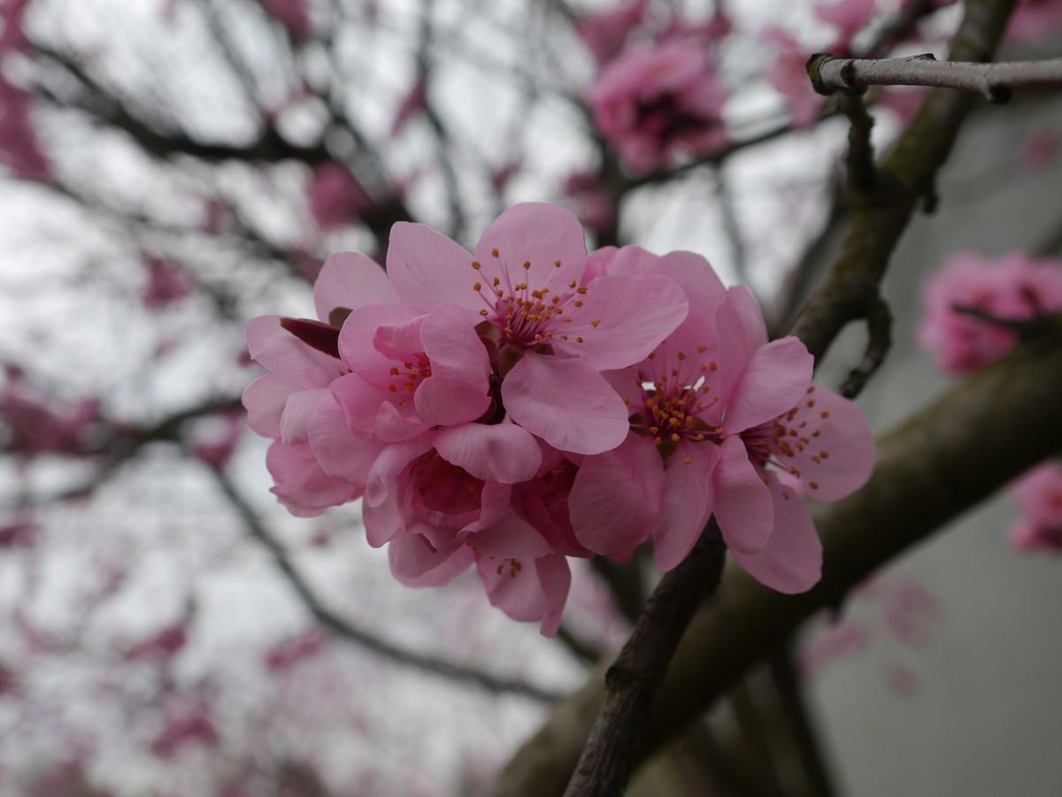 江南行之上海篇-辰山植物园赏花（3）