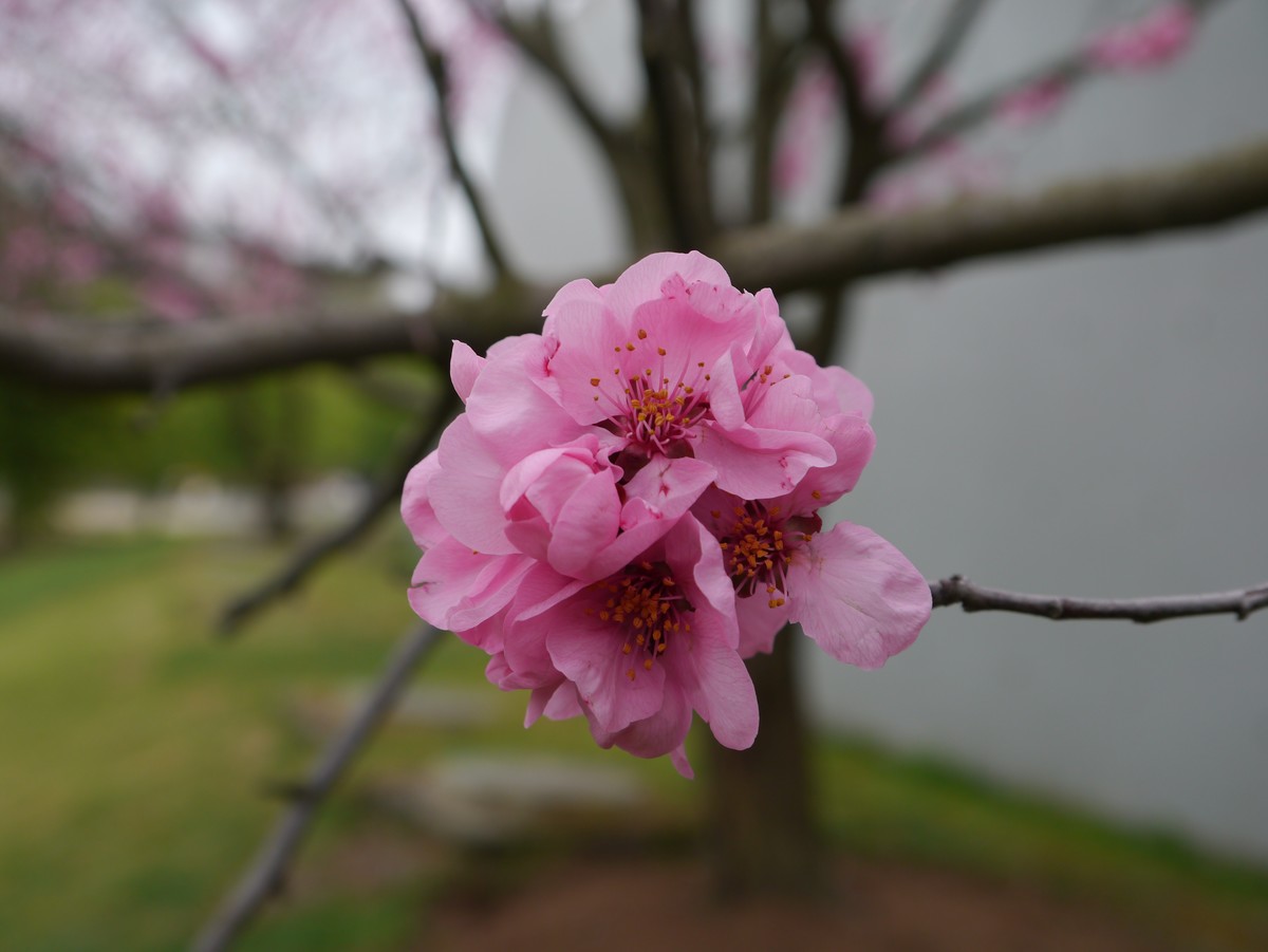 江南行之上海篇-辰山植物园赏花（3）