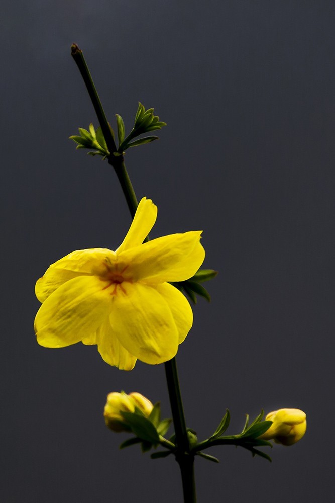 迎春花-中关村在线摄影论坛