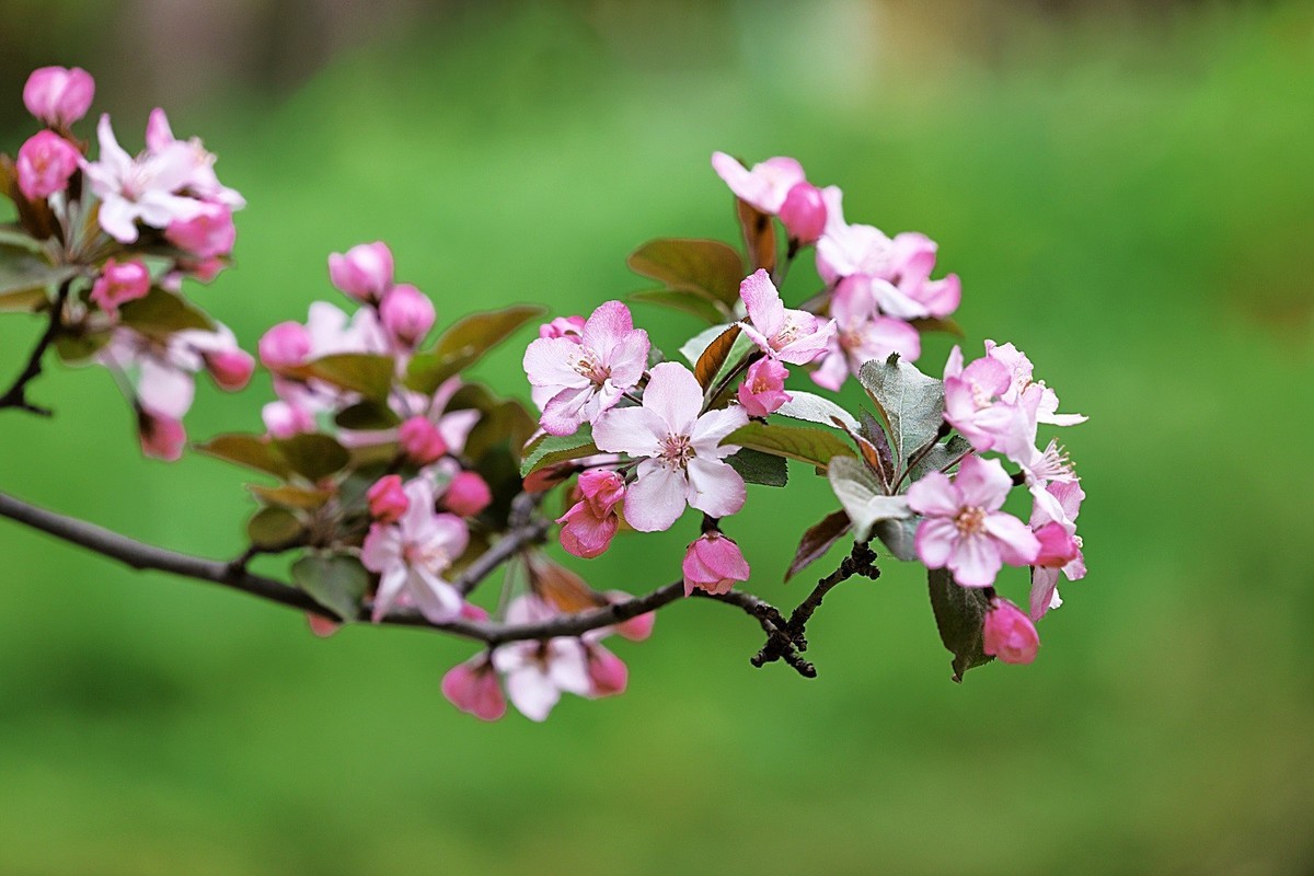 春天的向往-年年岁岁花相似，岁岁年年人不同！