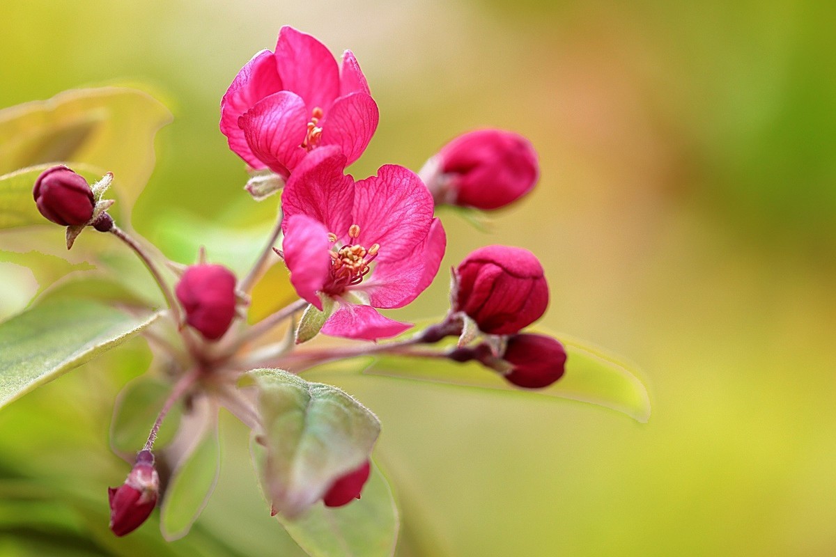 春天的向往-年年岁岁花相似，岁岁年年人不同！