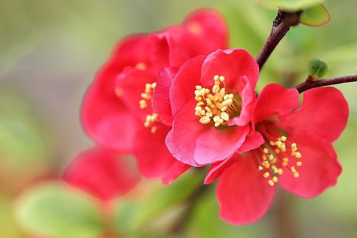 春天的向往-年年岁岁花相似，岁岁年年人不同！