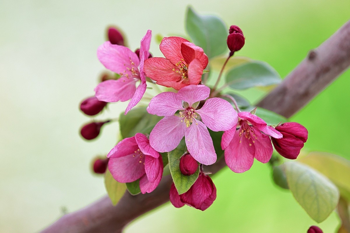 春天的向往-年年岁岁花相似，岁岁年年人不同！