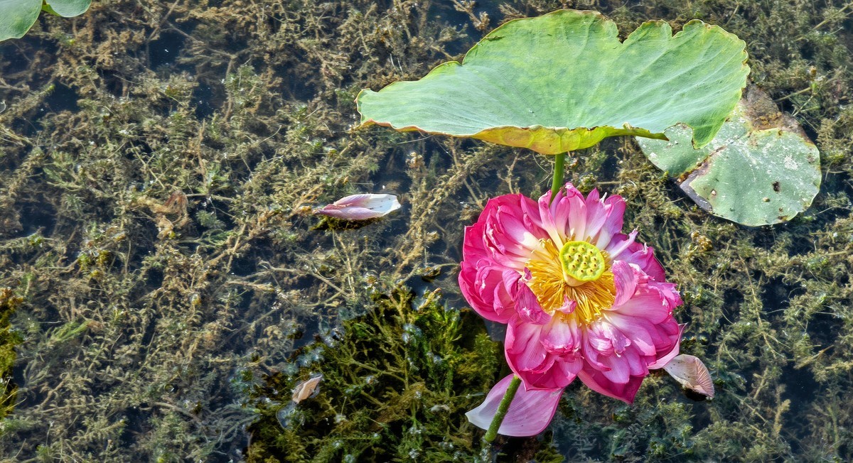 拍秋荷（手机版）