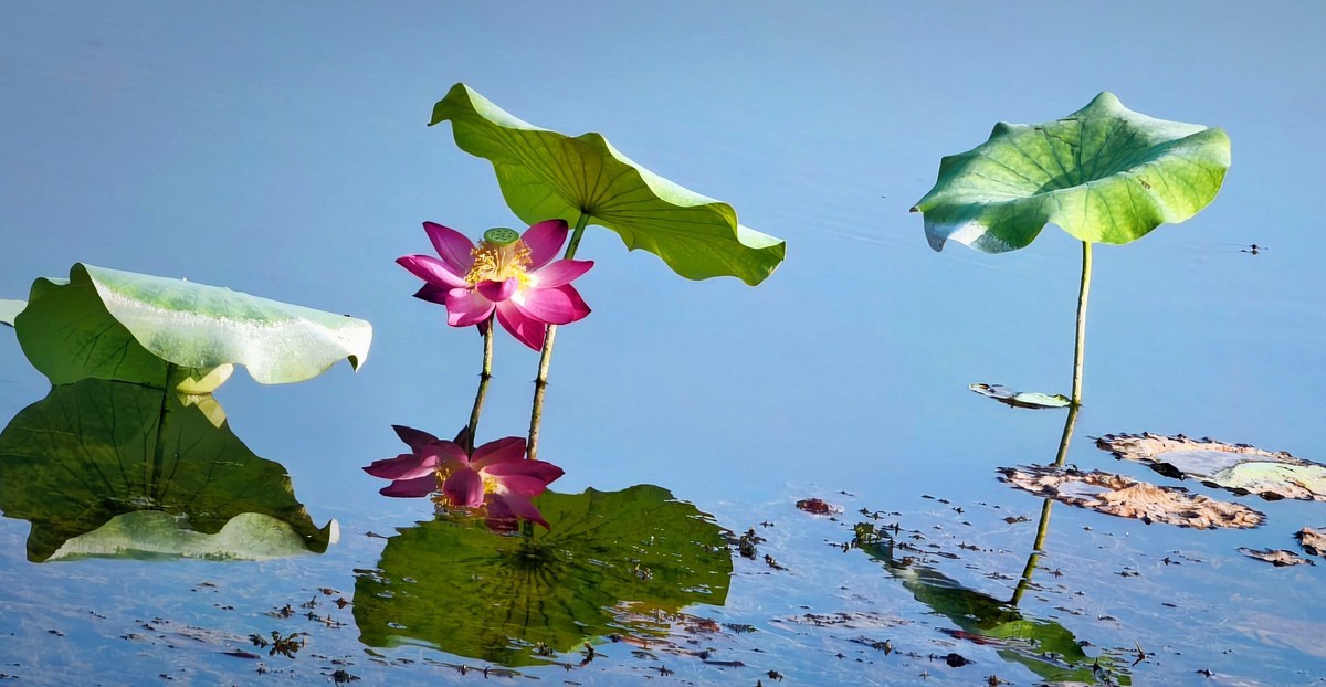 拍秋荷（手机版）