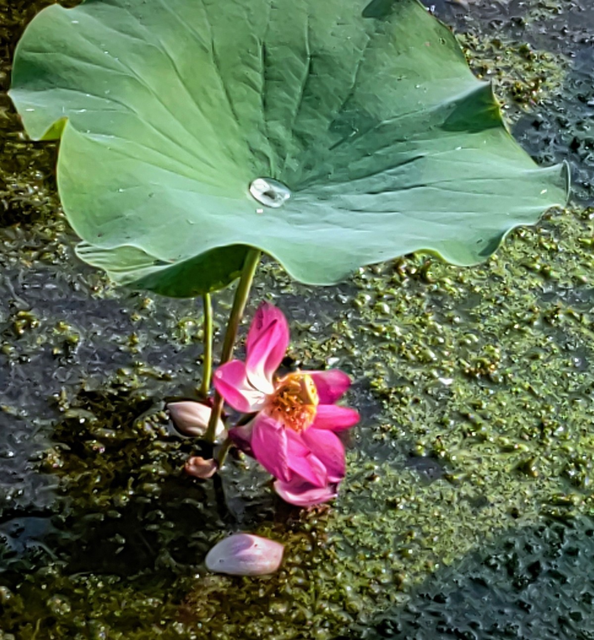 拍秋荷（手机版）
