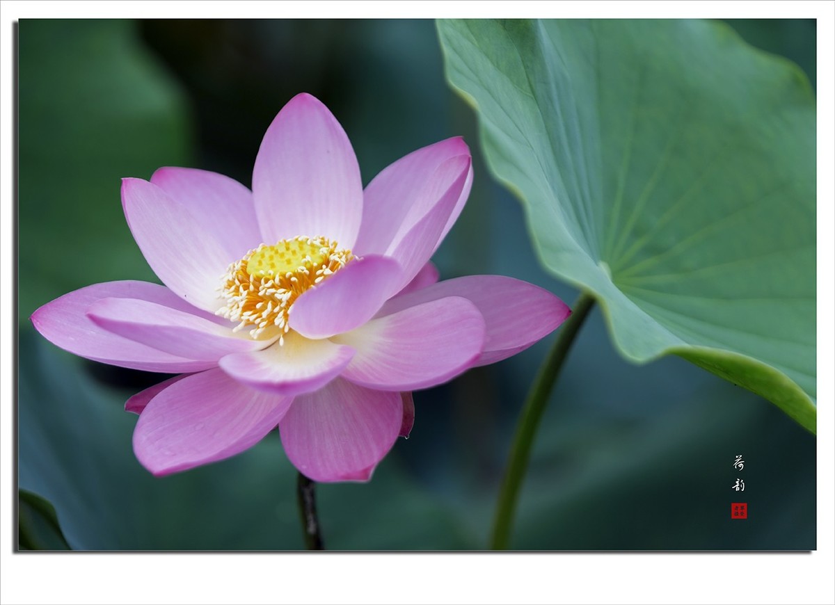 荷花摄影作品--小结贴